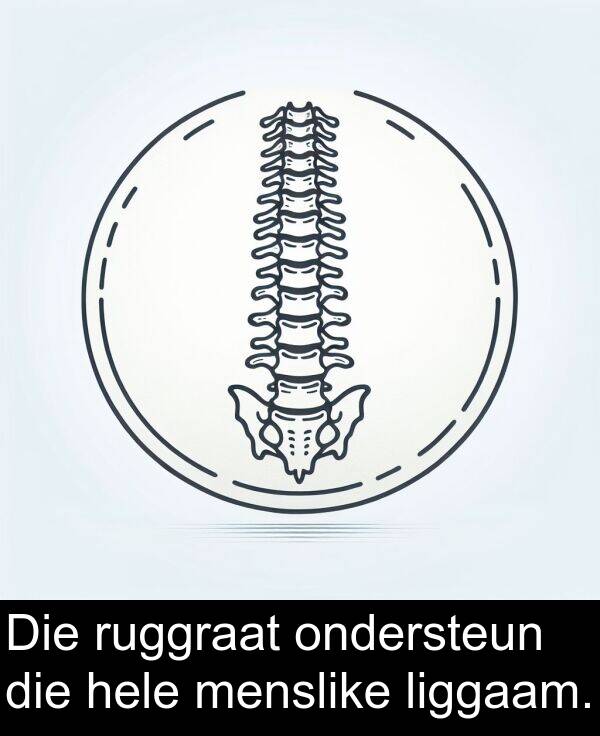 hele: Die ruggraat ondersteun die hele menslike liggaam.