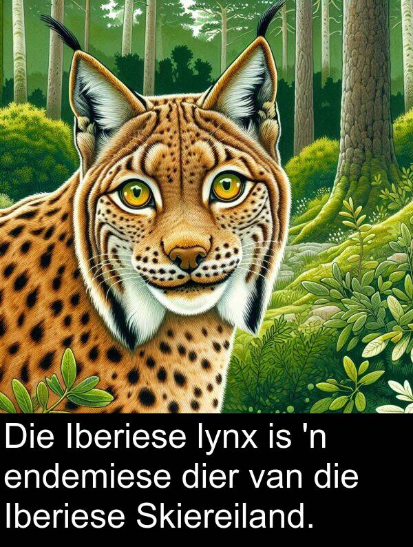 endemiese: Die Iberiese lynx is 'n endemiese dier van die Iberiese Skiereiland.
