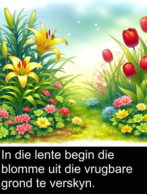 uit: In die lente begin die blomme uit die vrugbare grond te verskyn.