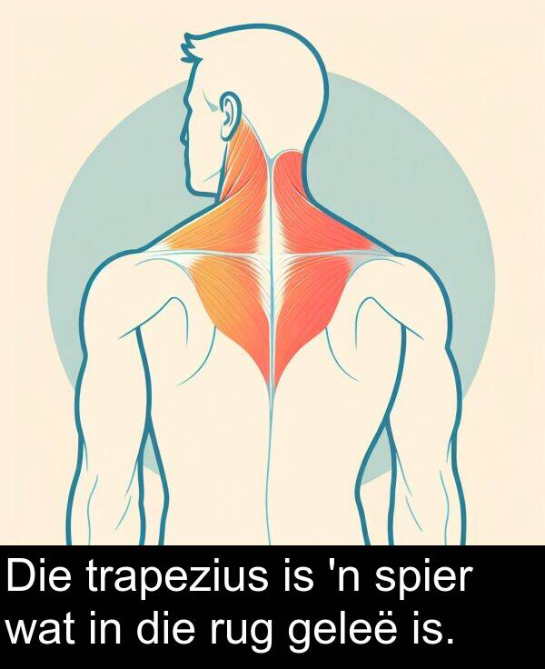 geleë: Die trapezius is 'n spier wat in die rug geleë is.