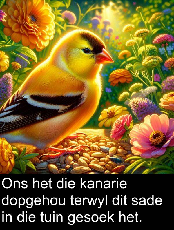 terwyl: Ons het die kanarie dopgehou terwyl dit sade in die tuin gesoek het.