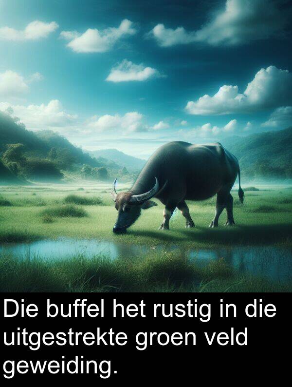 uitgestrekte: Die buffel het rustig in die uitgestrekte groen veld geweiding.