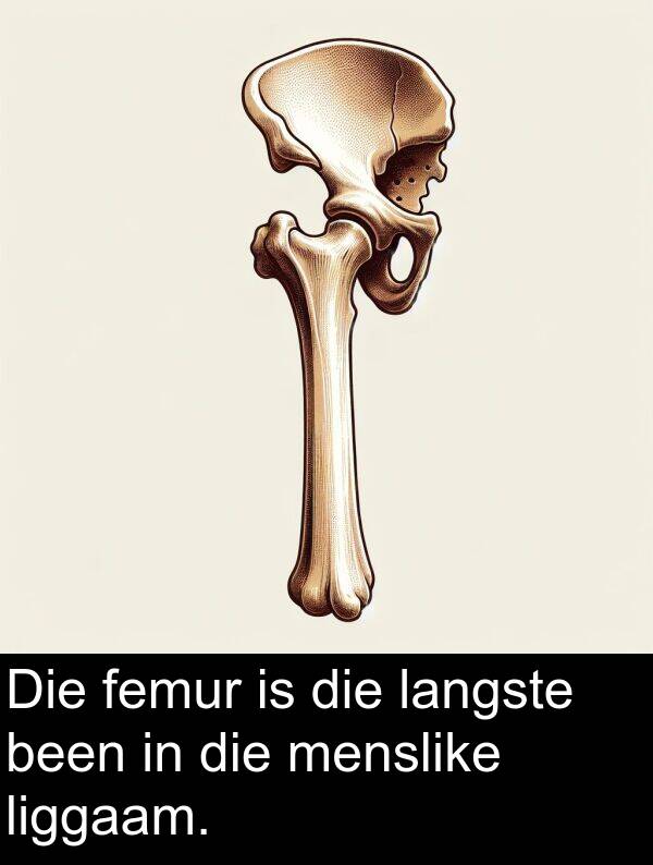 langste: Die femur is die langste been in die menslike liggaam.