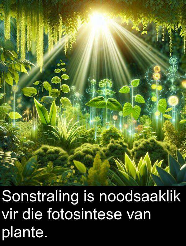 noodsaaklik: Sonstraling is noodsaaklik vir die fotosintese van plante.