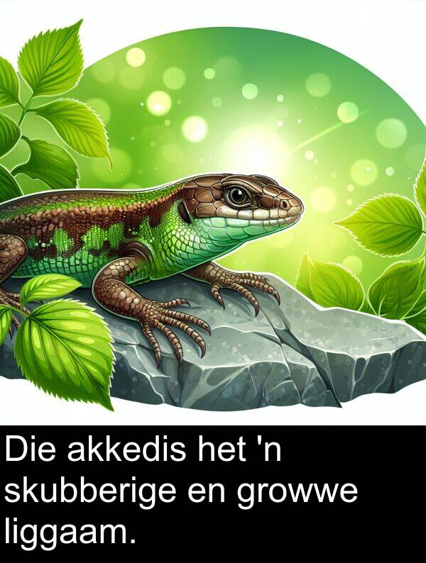 liggaam: Die akkedis het 'n skubberige en growwe liggaam.