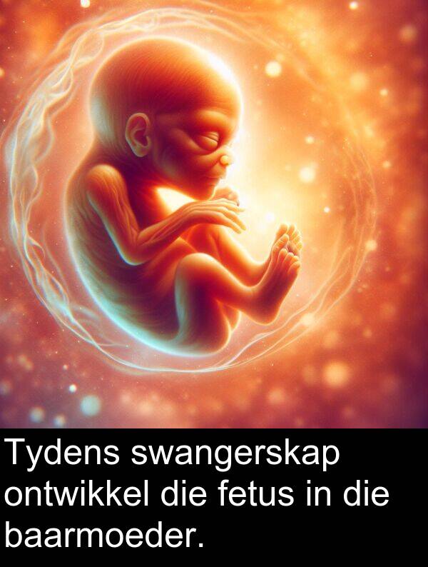 ontwikkel: Tydens swangerskap ontwikkel die fetus in die baarmoeder.