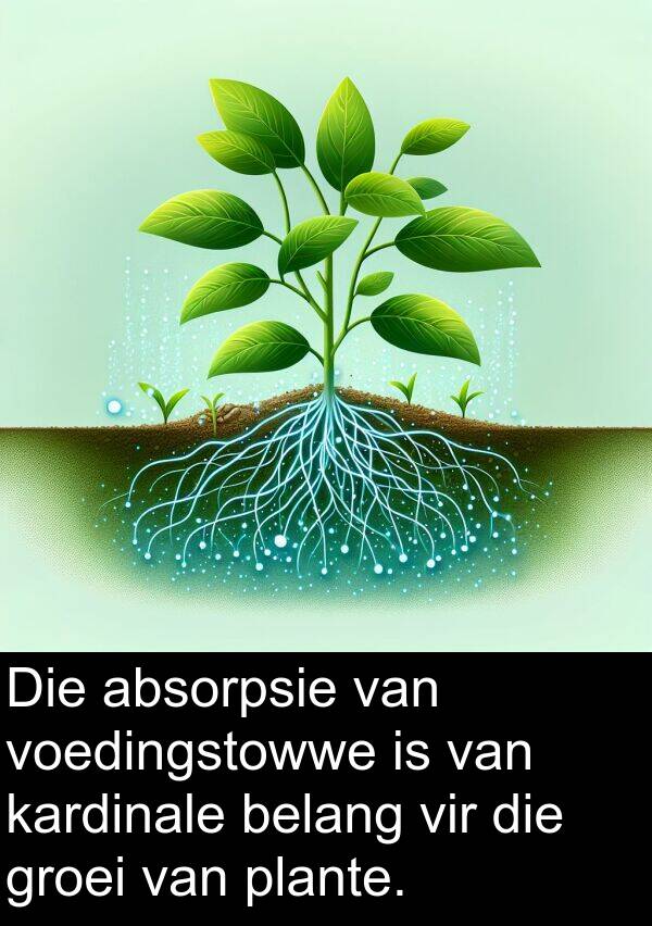 absorpsie: Die absorpsie van voedingstowwe is van kardinale belang vir die groei van plante.