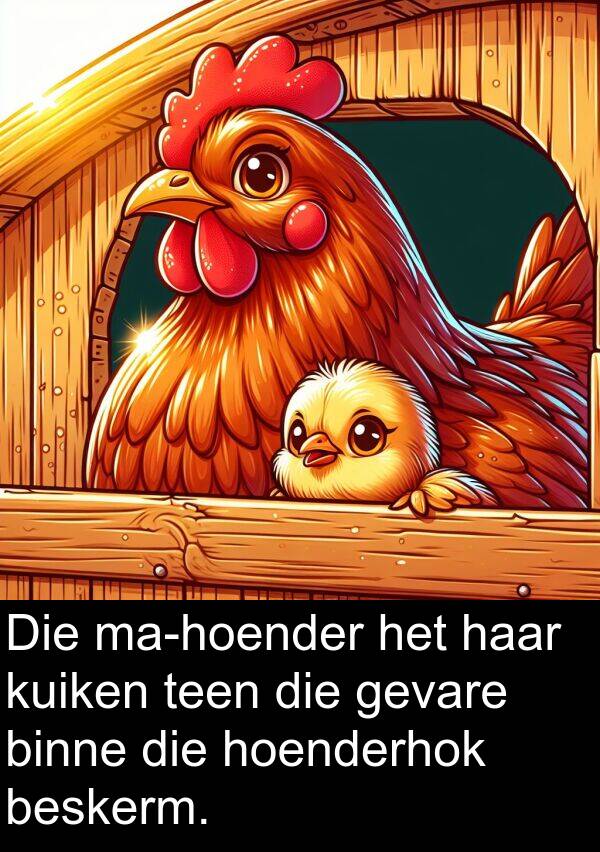 hoenderhok: Die ma-hoender het haar kuiken teen die gevare binne die hoenderhok beskerm.