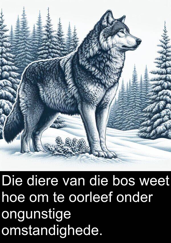 omstandighede: Die diere van die bos weet hoe om te oorleef onder ongunstige omstandighede.