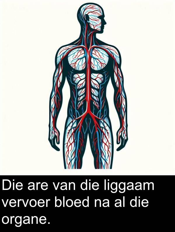 liggaam: Die are van die liggaam vervoer bloed na al die organe.