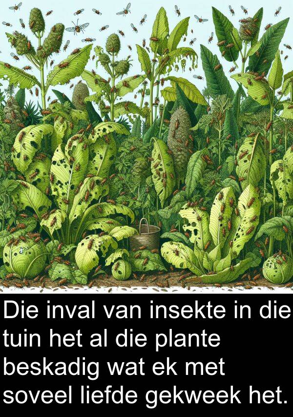 gekweek: Die inval van insekte in die tuin het al die plante beskadig wat ek met soveel liefde gekweek het.