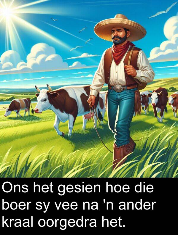 hoe: Ons het gesien hoe die boer sy vee na 'n ander kraal oorgedra het.