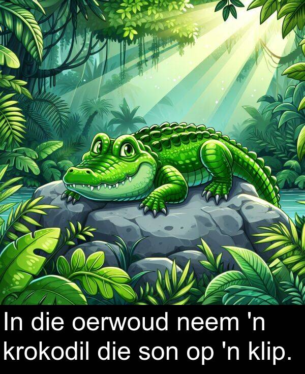 oerwoud: In die oerwoud neem 'n krokodil die son op 'n klip.