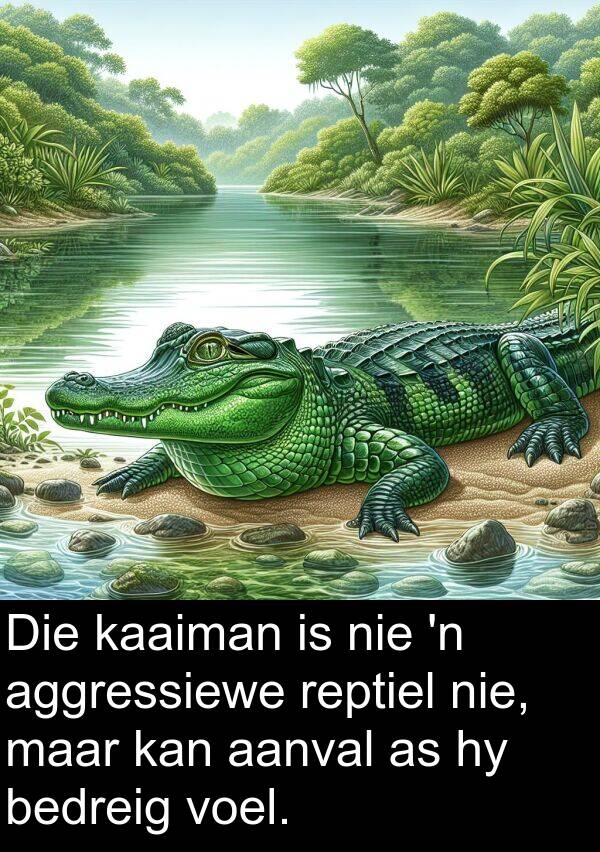 bedreig: Die kaaiman is nie 'n aggressiewe reptiel nie, maar kan aanval as hy bedreig voel.