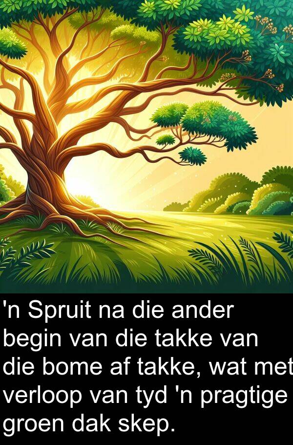 takke: 'n Spruit na die ander begin van die takke van die bome af takke, wat met verloop van tyd 'n pragtige groen dak skep.