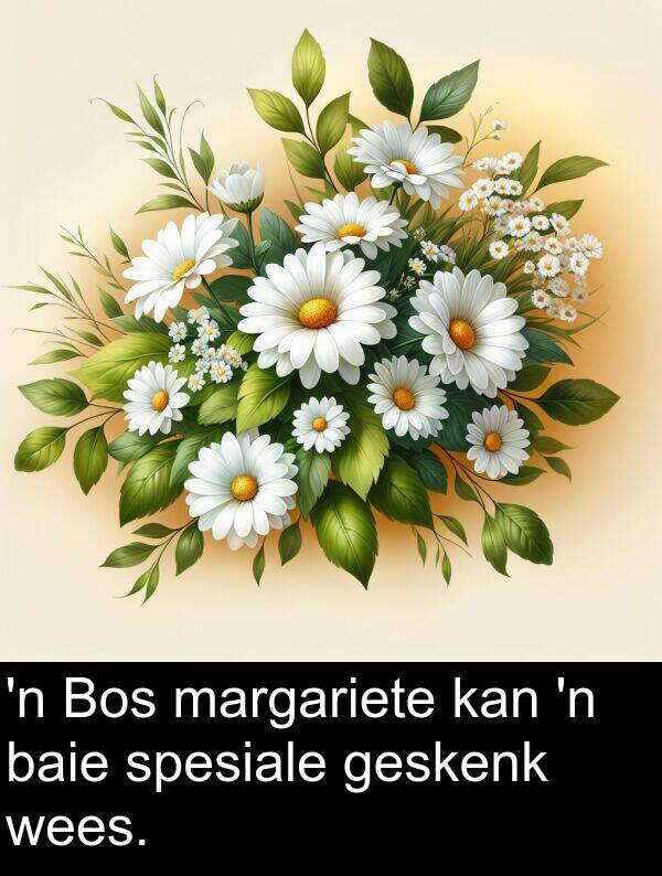 margariete: 'n Bos margariete kan 'n baie spesiale geskenk wees.