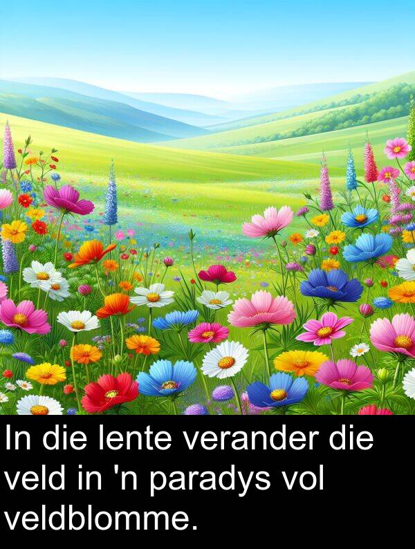 lente: In die lente verander die veld in 'n paradys vol veldblomme.