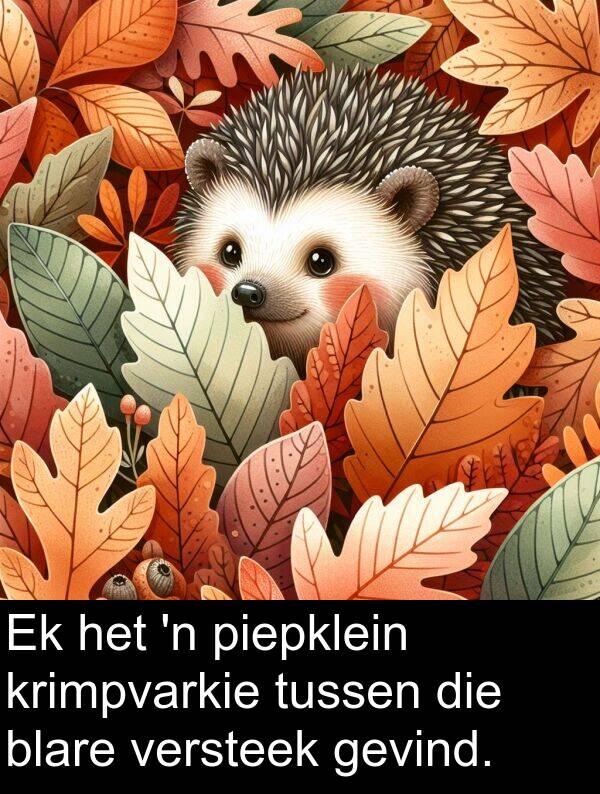 piepklein: Ek het 'n piepklein krimpvarkie tussen die blare versteek gevind.