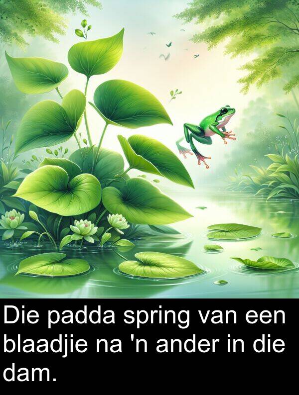 dam: Die padda spring van een blaadjie na 'n ander in die dam.