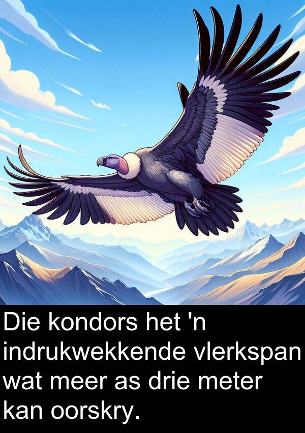 drie: Die kondors het 'n indrukwekkende vlerkspan wat meer as drie meter kan oorskry.