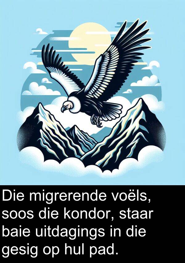 uitdagings: Die migrerende voëls, soos die kondor, staar baie uitdagings in die gesig op hul pad.