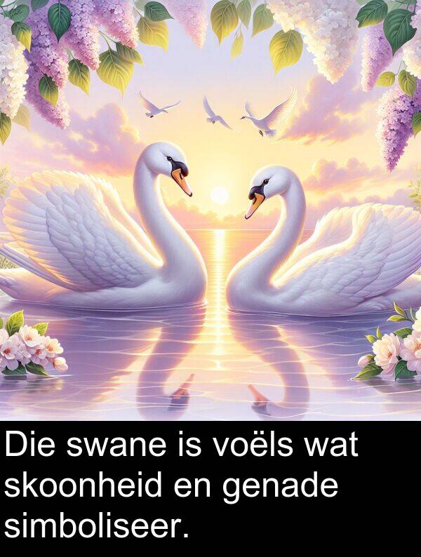 simboliseer: Die swane is voëls wat skoonheid en genade simboliseer.