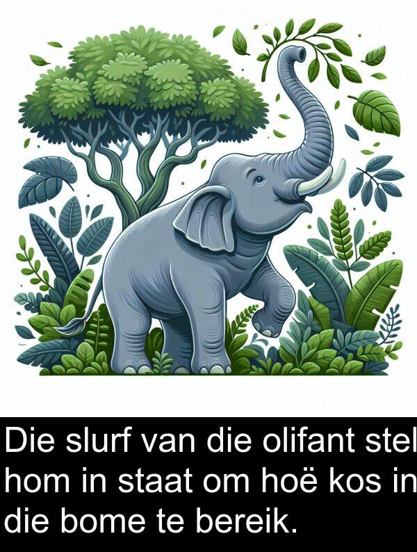olifant: Die slurf van die olifant stel hom in staat om hoë kos in die bome te bereik.