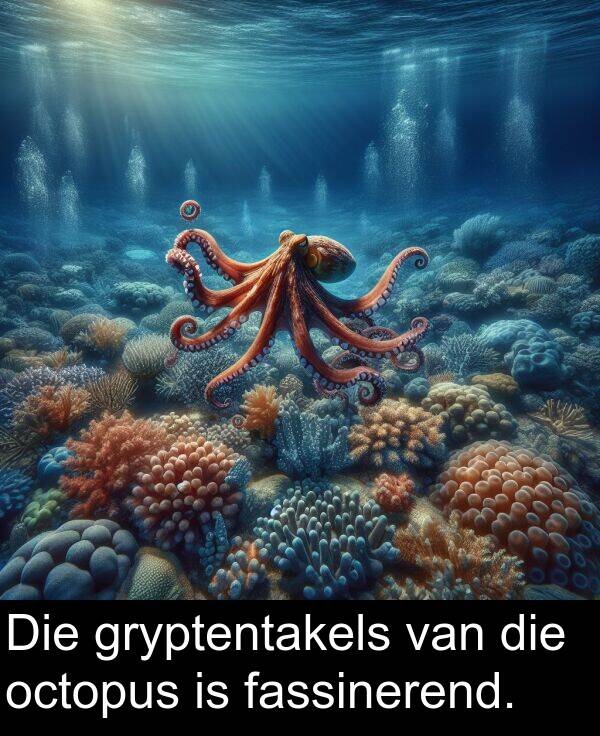 octopus: Die gryptentakels van die octopus is fassinerend.