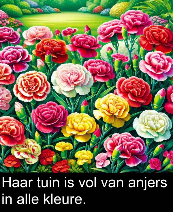 alle: Haar tuin is vol van anjers in alle kleure.