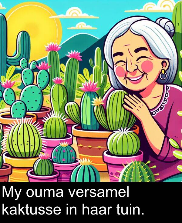 haar: My ouma versamel kaktusse in haar tuin.