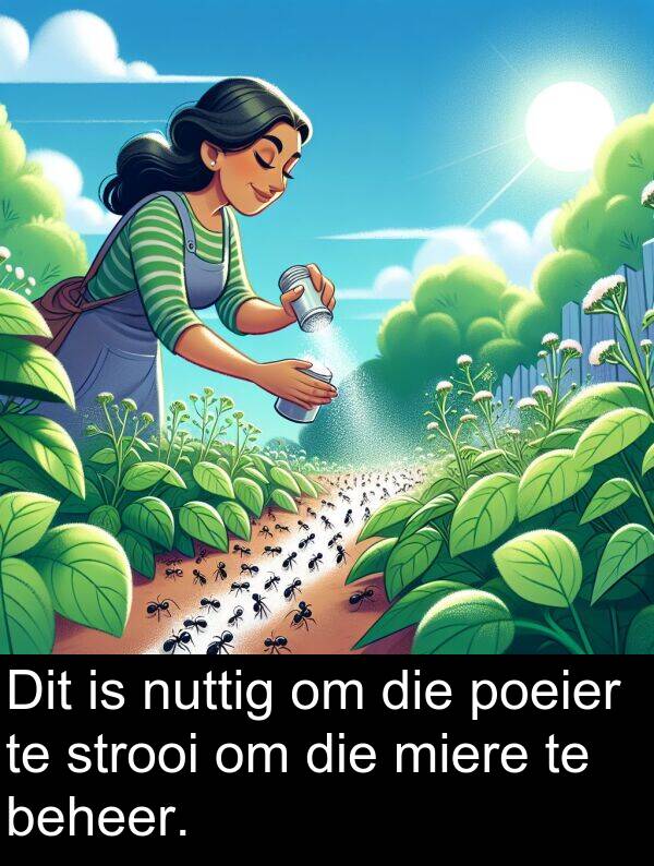 nuttig: Dit is nuttig om die poeier te strooi om die miere te beheer.