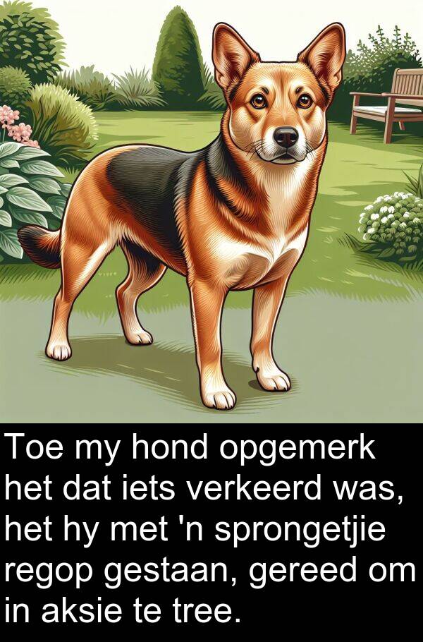 regop: Toe my hond opgemerk het dat iets verkeerd was, het hy met 'n sprongetjie regop gestaan, gereed om in aksie te tree.