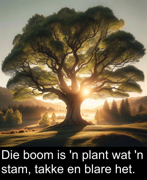 plant: Die boom is 'n plant wat 'n stam, takke en blare het.