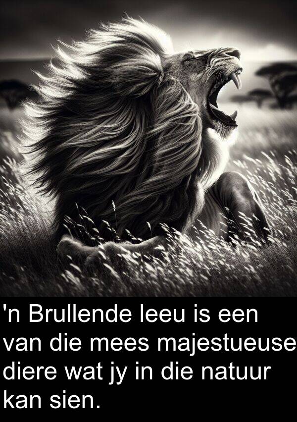 mees: 'n Brullende leeu is een van die mees majestueuse diere wat jy in die natuur kan sien.