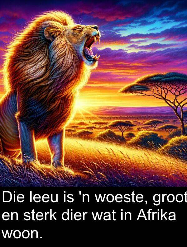 woon: Die leeu is 'n woeste, groot en sterk dier wat in Afrika woon.