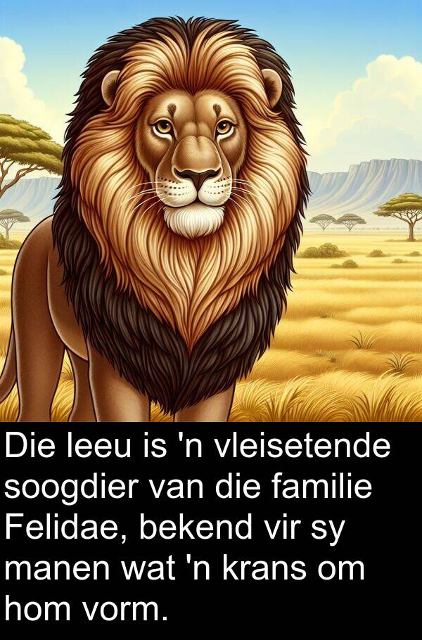 manen: Die leeu is 'n vleisetende soogdier van die familie Felidae, bekend vir sy manen wat 'n krans om hom vorm.
