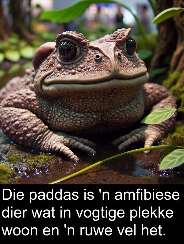 woon: Die paddas is 'n amfibiese dier wat in vogtige plekke woon en 'n ruwe vel het.