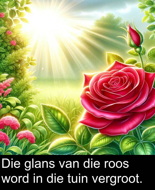word: Die glans van die roos word in die tuin vergroot.