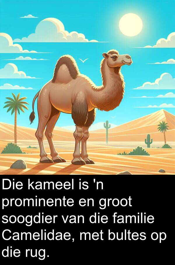 prominente: Die kameel is 'n prominente en groot soogdier van die familie Camelidae, met bultes op die rug.
