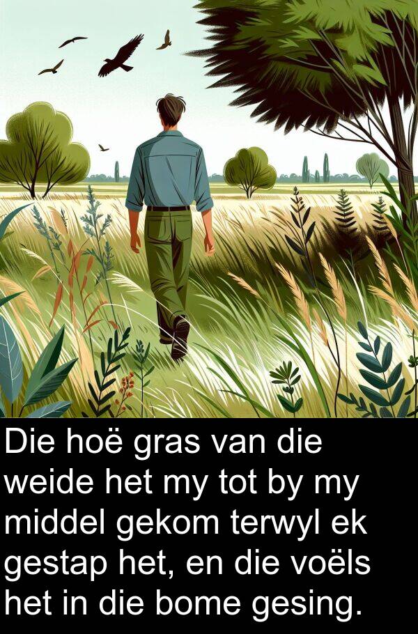 middel: Die hoë gras van die weide het my tot by my middel gekom terwyl ek gestap het, en die voëls het in die bome gesing.