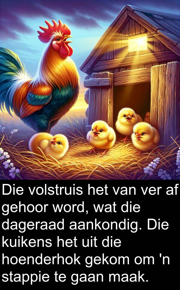 gehoor: Die volstruis het van ver af gehoor word, wat die dageraad aankondig. Die kuikens het uit die hoenderhok gekom om 'n stappie te gaan maak.