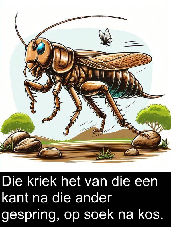 een: Die kriek het van die een kant na die ander gespring, op soek na kos.