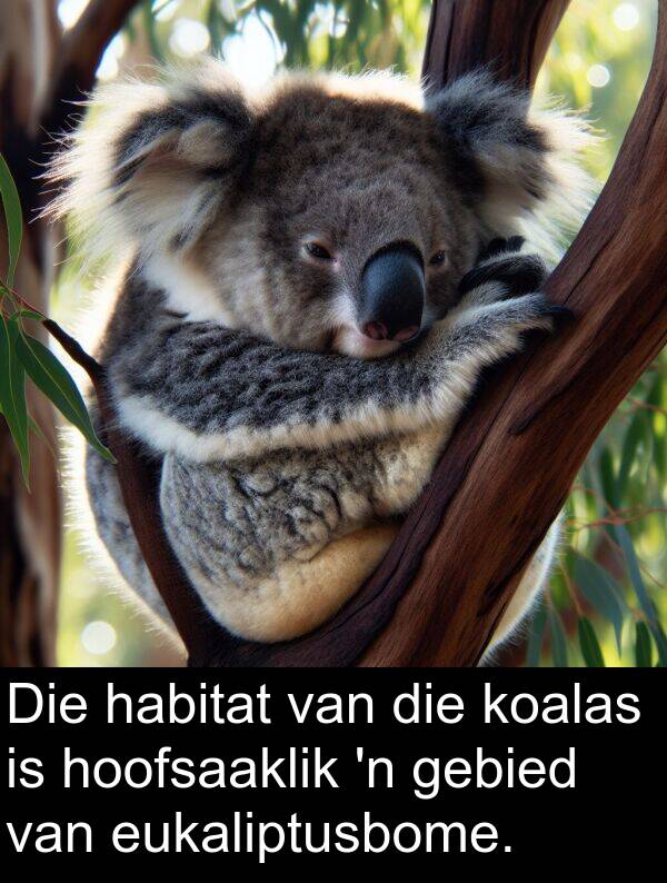 habitat: Die habitat van die koalas is hoofsaaklik 'n gebied van eukaliptusbome.