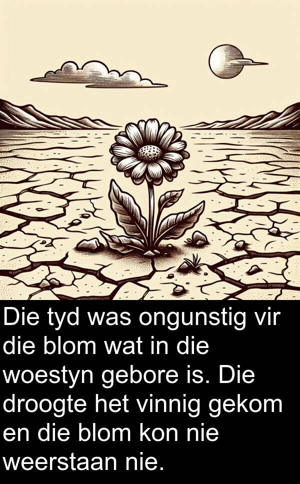 droogte: Die tyd was ongunstig vir die blom wat in die woestyn gebore is. Die droogte het vinnig gekom en die blom kon nie weerstaan nie.