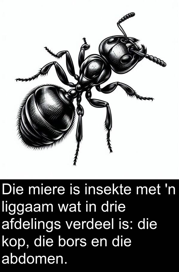 drie: Die miere is insekte met 'n liggaam wat in drie afdelings verdeel is: die kop, die bors en die abdomen.