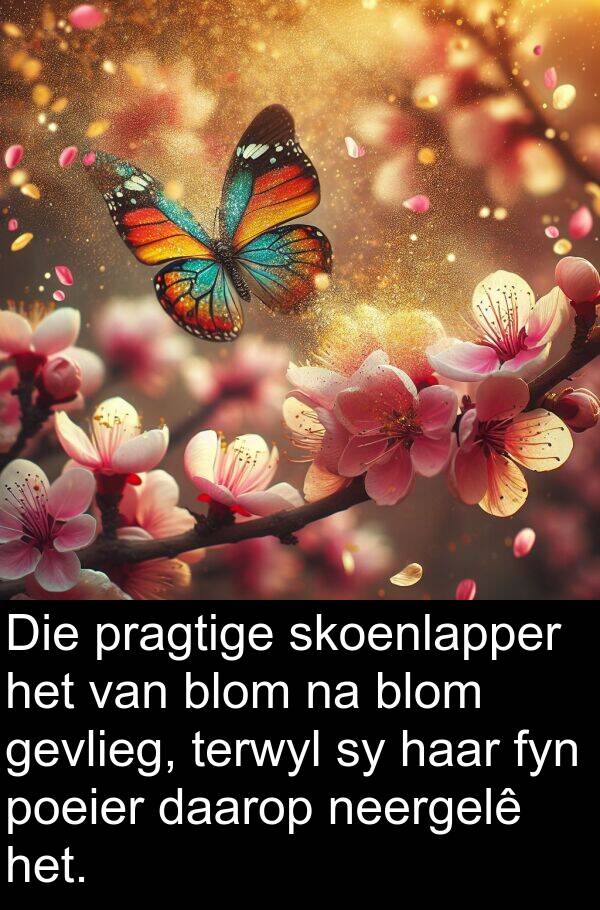 daarop: Die pragtige skoenlapper het van blom na blom gevlieg, terwyl sy haar fyn poeier daarop neergelê het.