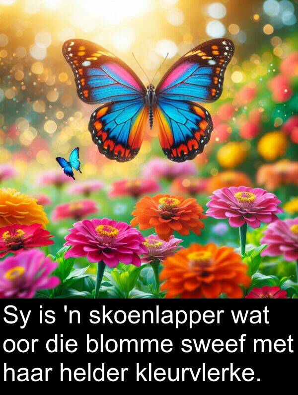 skoenlapper: Sy is 'n skoenlapper wat oor die blomme sweef met haar helder kleurvlerke.