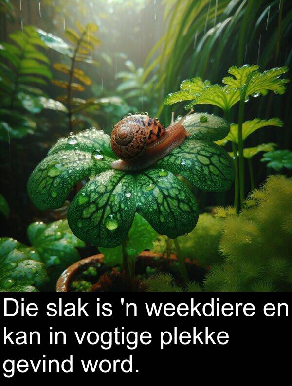 word: Die slak is 'n weekdiere en kan in vogtige plekke gevind word.