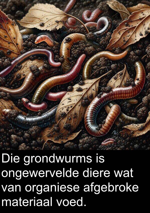 materiaal: Die grondwurms is ongewervelde diere wat van organiese afgebroke materiaal voed.