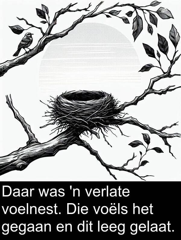 gelaat: Daar was 'n verlate voelnest. Die voëls het gegaan en dit leeg gelaat.